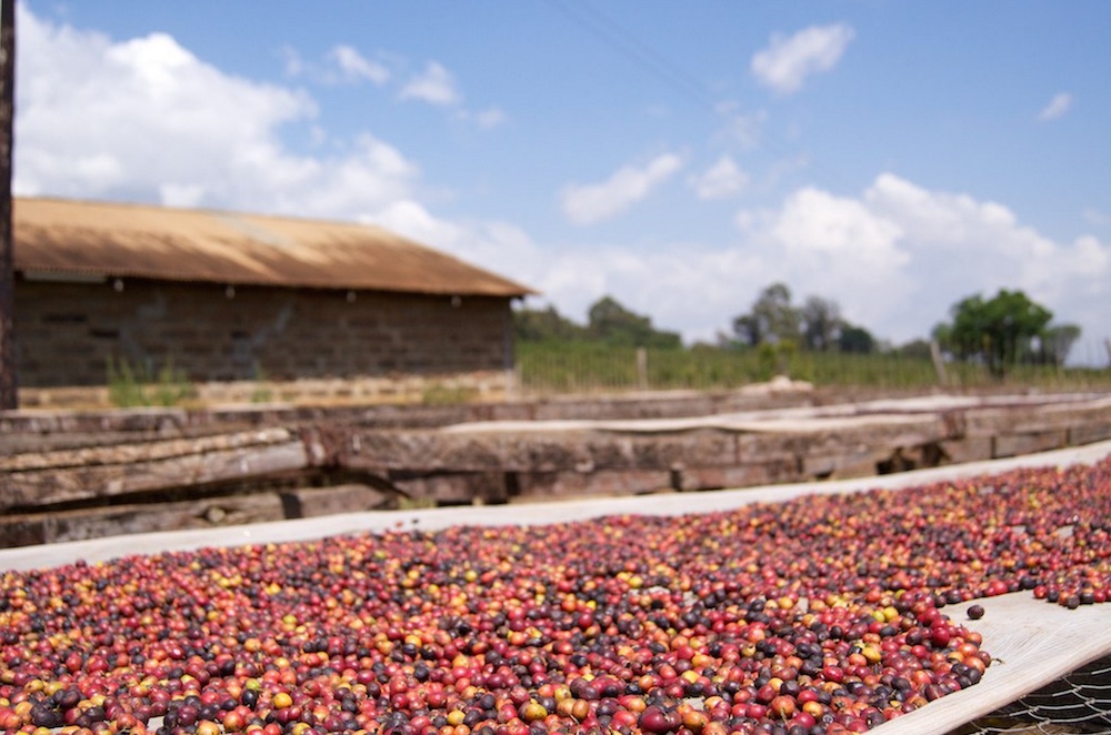café au Kenya