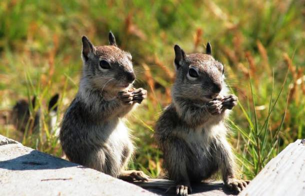 Les écureuils 20 des animaux les plus intelligents au monde