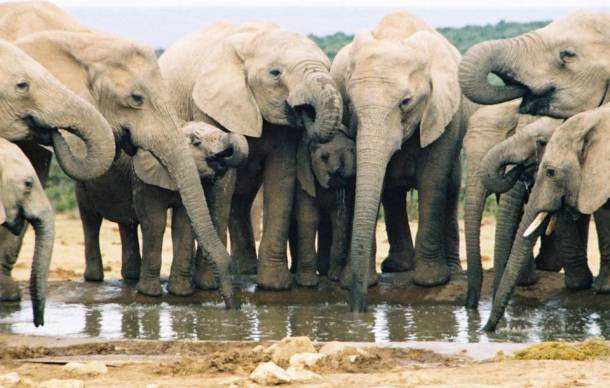 Les éléphants 20 des animaux les plus intelligents au monde