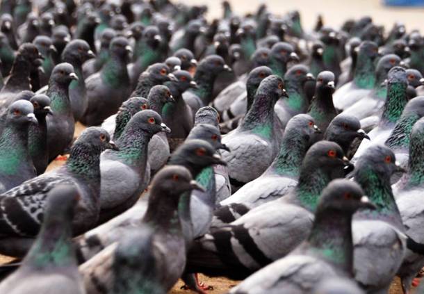 Les pigeons 20 des animaux les plus intelligents au monde