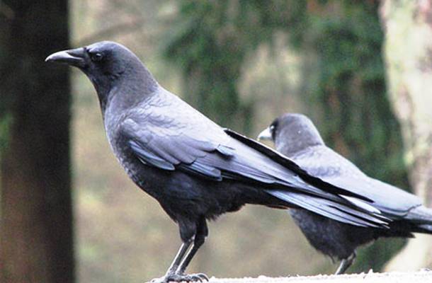 Les corbeaux 20 des animaux les plus intelligents au monde