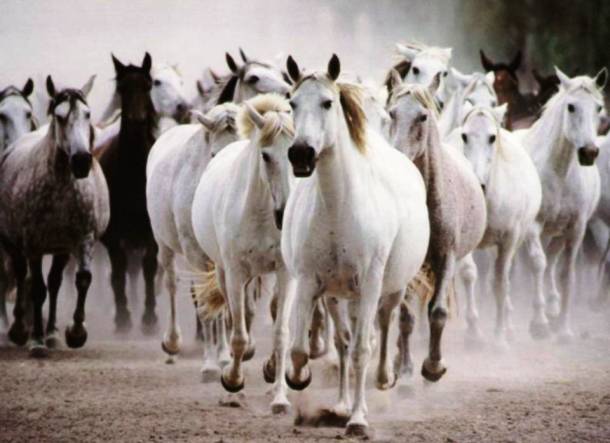  Les chevaux 20 des animaux les plus intelligents au monde