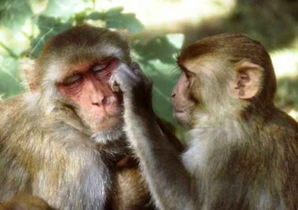 Les macaques rhésus 20 des animaux les plus intelligents au monde